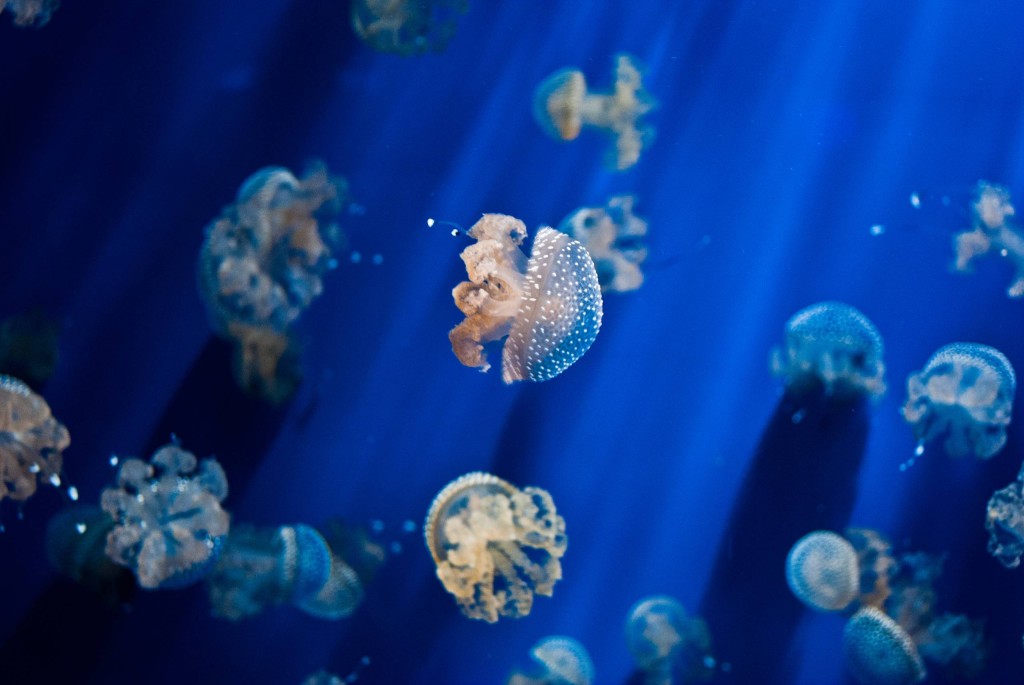 Jelly_Fish_by_RaDu_GaLaN