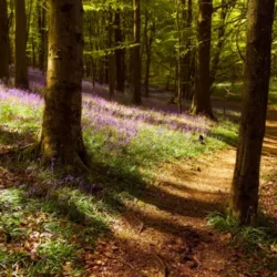 mendhak-Bluebells_Suspended_In_Time